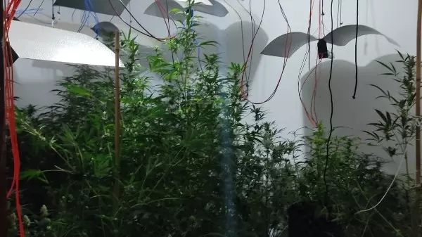 Casa descoberta pela PM em Campinas tinha estufa para maconha