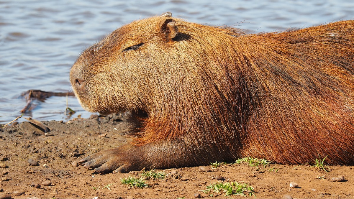 Carne De Capivara Transmite Doença REVOEDUCA