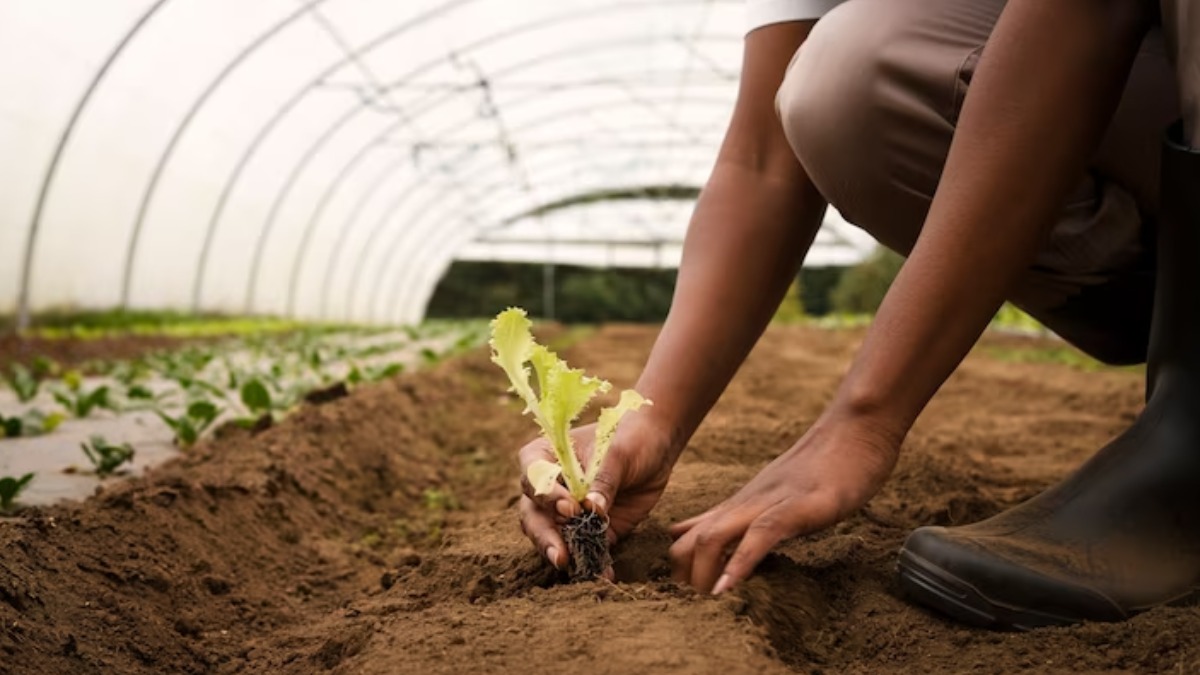 Plano Safra Da Agricultura Familiar Tem Recursos Recordes Tudoep