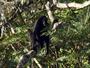 Macaco-aranha-de-cara-preta
