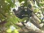 Macaco-aranha-de-testa-branca