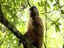 Macaco-prego (Amazônia)