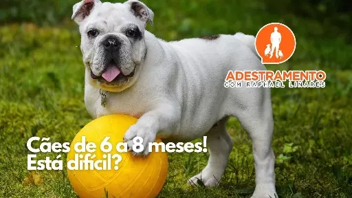 Cães de 6 a 8 meses! Está difícil?