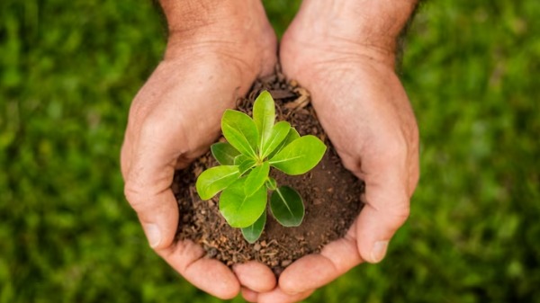 COP30 em Belém destaca papel do Brasil e das empresas na economia verde global