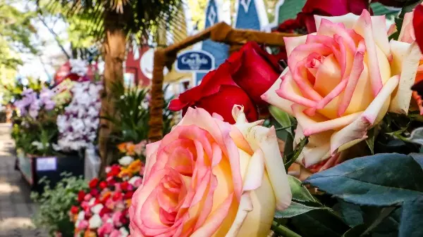 Expoflora, em Holambra, tem venda de ingressos com 70% de desconto até junho