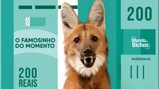 Lobo-guará é um animal ameaçado e solitário