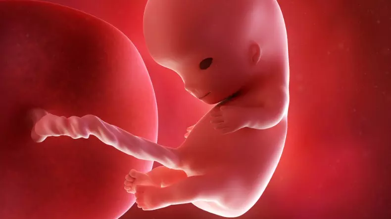 BabyHome - 10 semanas de gravidez: o desenvolvimento do bebê