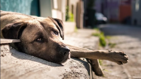 Casos de maus-tratos animais chamam atenção de moradores na região de Ribeirão Preto