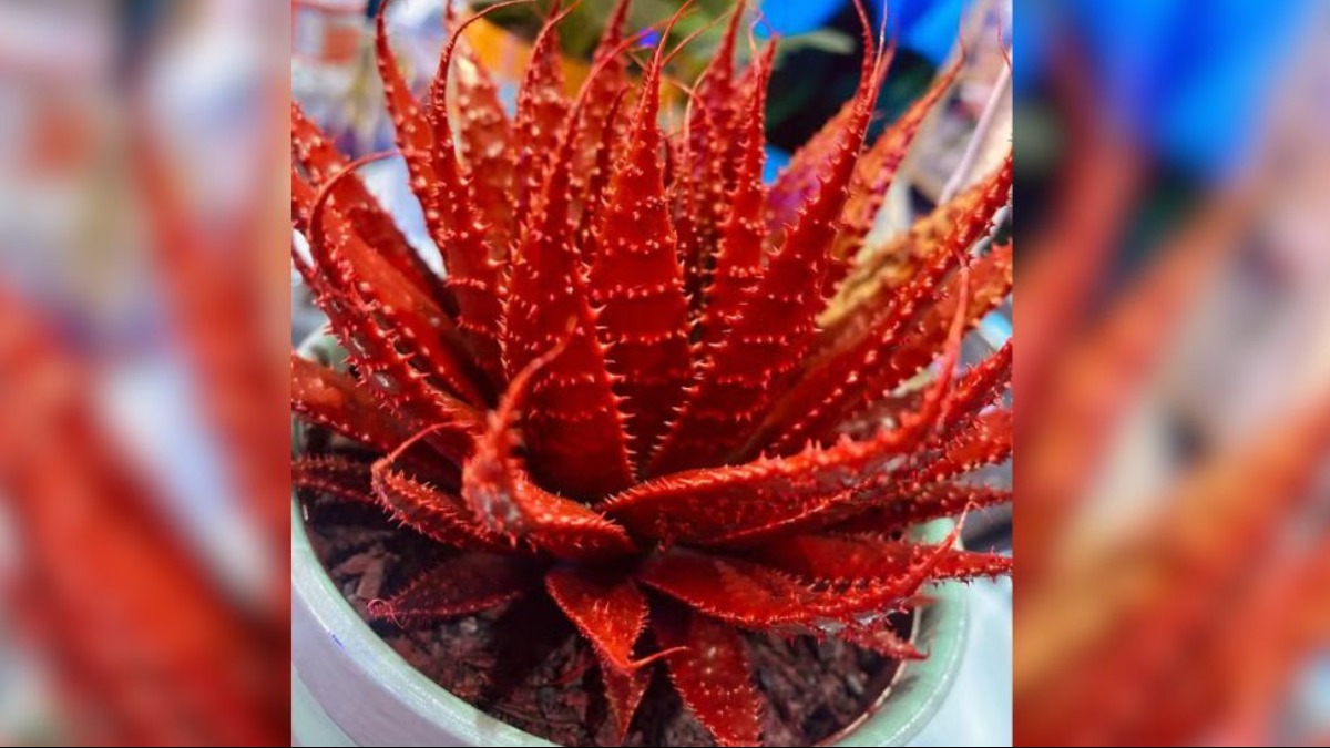 Você sabia que as plantas podem ser maquiadas? Você sabia que as plantas podem ser maquiadas?