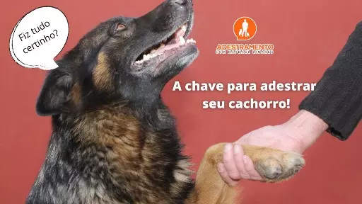 A chave para adestrar seu cachorro!