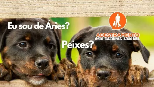Cães da mesma raça e personalidades diferentes!