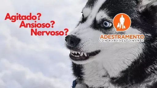 3 sinais que indicam que seu cão está estressado