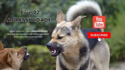 Você tem um cachorro agressivo? Assista esta aula Especial!