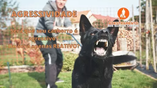 Será que seu cachorro é Agressivo?