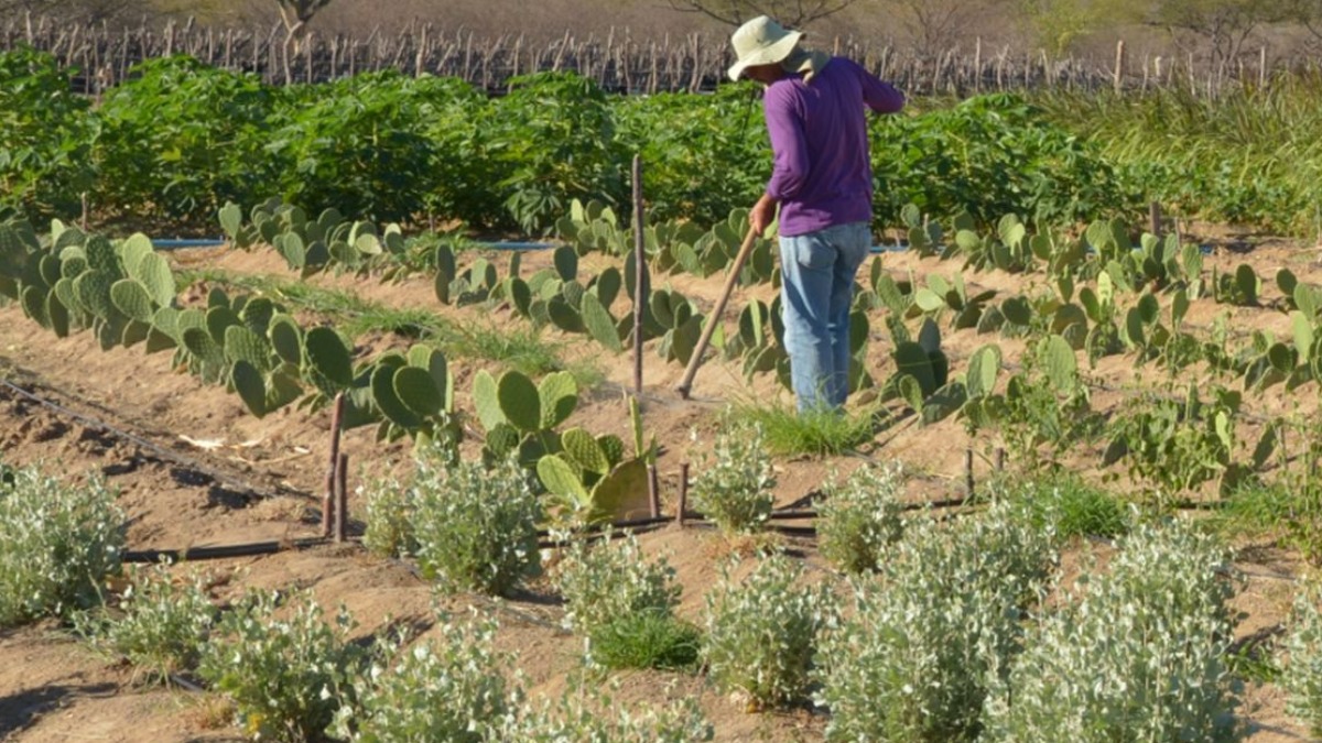 Setor do agronegócio criou mais de 52 mil vagas com carteira assinada em janeiro deste ano
