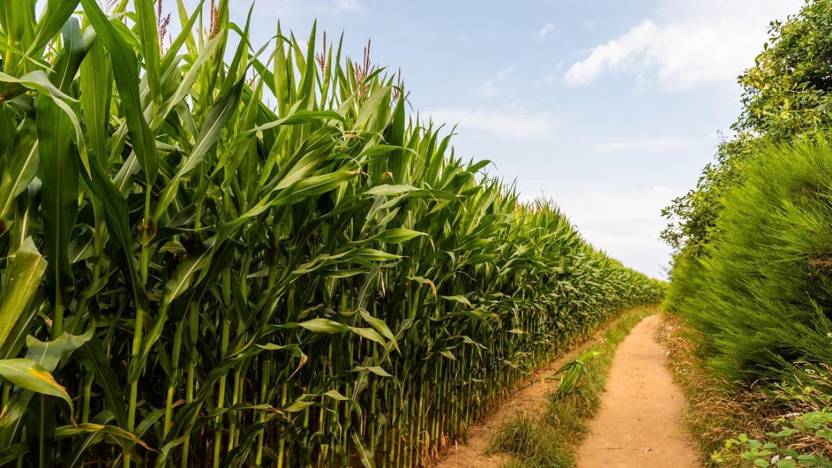 Morro Agudo recebe a 3ª edição do Morro Agudo recebe a 3ª edição do