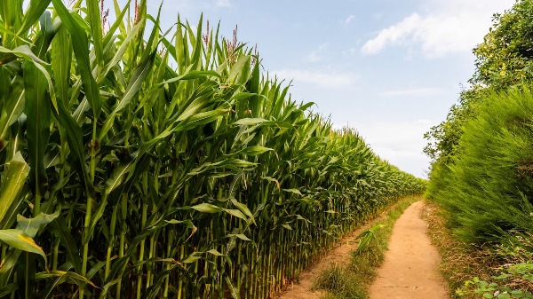 Clima, solo e mão de obra contribuem para o protagonismo agrícola da região. (Foto: Reprodução/Freepik) - Foto: Divulgação