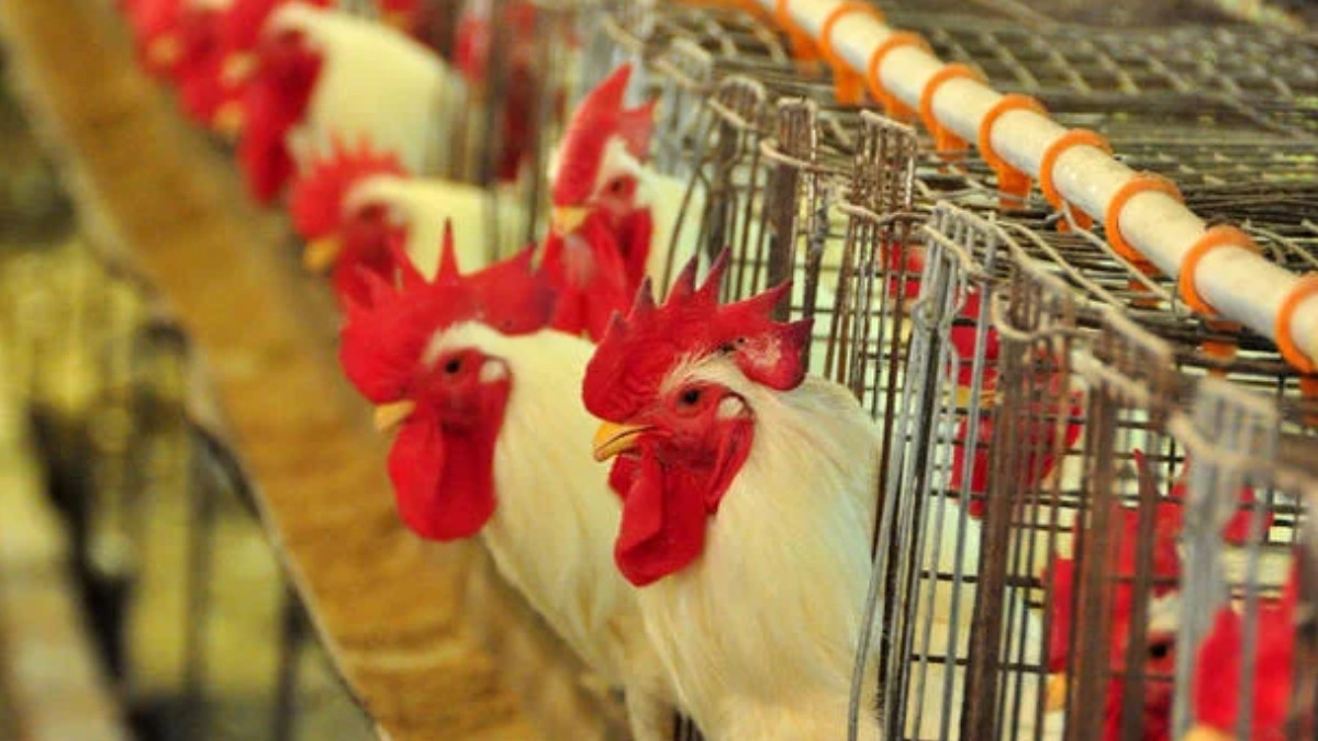 Mais de 30 destinos comerciais suspendem temporariamente a compra de frango brasileiro