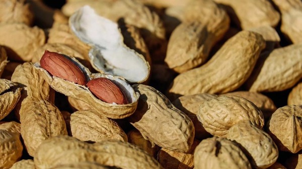 Brasil tem potencial para crescer no mercado de amendoim