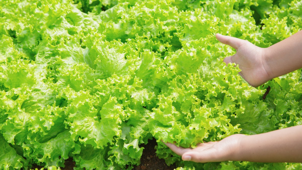 Condições climáticas afeta produção de verduras na região de Ribeirão Preto