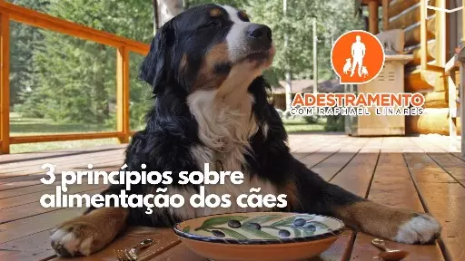3 Princípios sobre alimentação dos cães