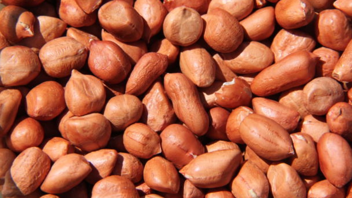 Você sabia que o plantio de amendoim está em expansão no Brasil?