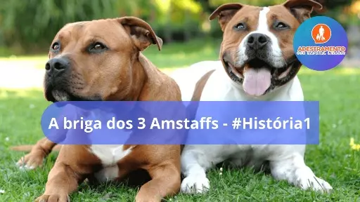 A briga dos 3 Amstaffs - #História1