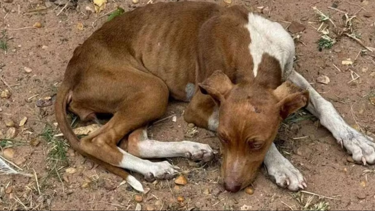 Mulher é presa por maus-tratos contra mais de 50 animais em Pirassununga