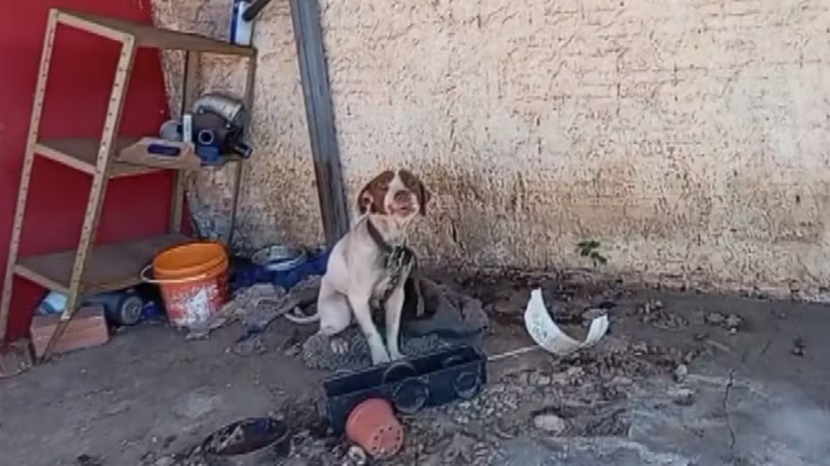 Homem é preso por maus-tratos contra animais em Jaboticabal