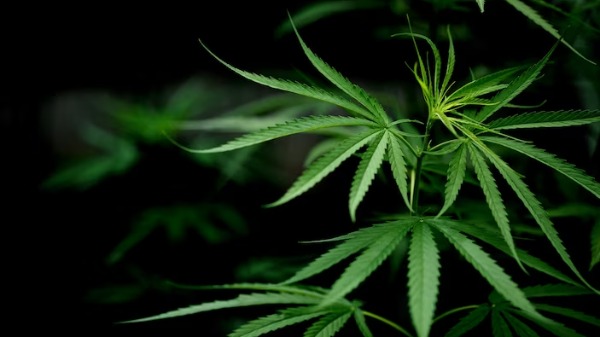 Hectare do plantio e colheita da cannabis sativa pode atingir receita de R$ 23 mil