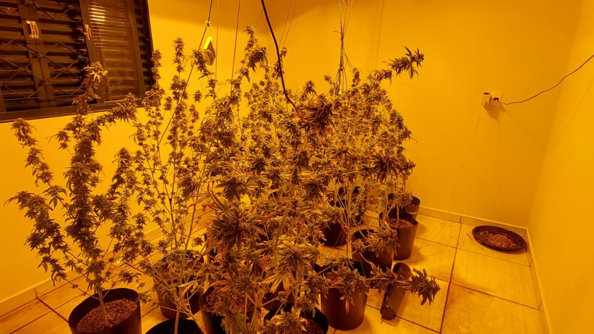 Polícia descobre plantação de maconha e laboratório para manipulação da droga em Ribeirão Preto