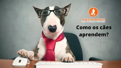 Como os cães aprendem?
