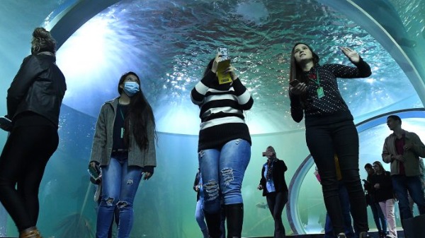 Maior aquário de água doce do mundo atrai turistas para o MS