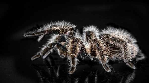 A curiosa estratégia de sobrevivência das aranhas