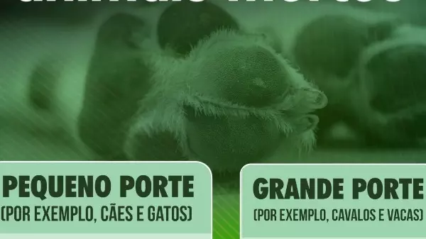 Araraquara têm serviço para recolhimento de animais mortos