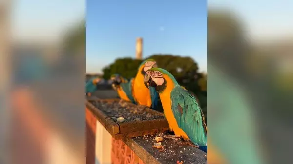 Vídeo: moradora de Pedreira recebe visita de araras em casa