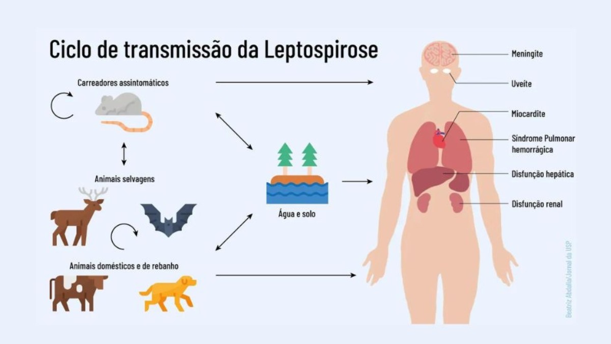 Leptospirose avança com alta letalidade e alerta cresce no período de chuvas