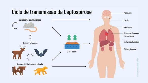 Não é só a dengue... água acumulada pode servir de abrigo para a bactéria da leptospirose