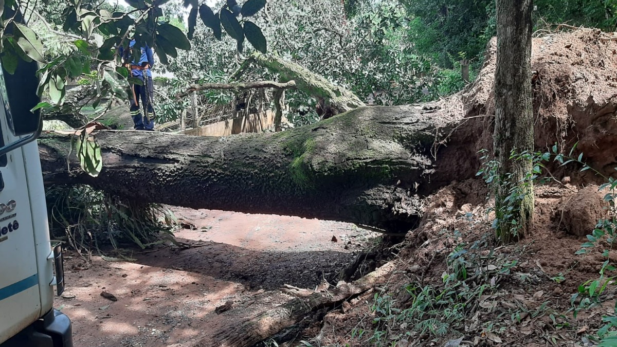 Árvore De Grande Porte Cai E Interdita Estrada De Terra No Ribeirão Verde Via é Continuação Da