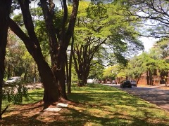 Projetos locais visam aumento da arborização de São Carlos