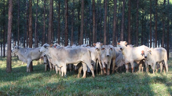 Árvores em sistemas pecuários possibilitam produção de carne carbono neutro