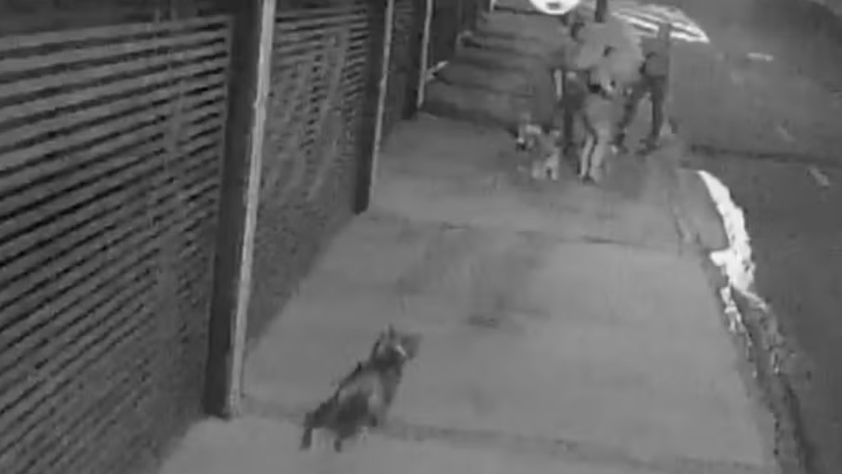 Pitbull trancada fora de casa ataca outro cão e morde mulher em Franca
