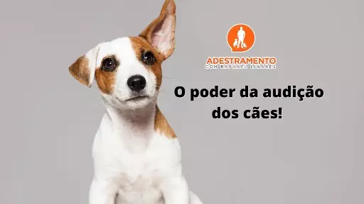 O poder da audição dos cães!