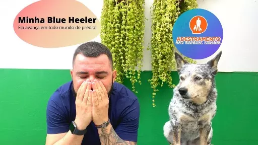 Minha Blue Heeler avança em todo mundo no prédio!