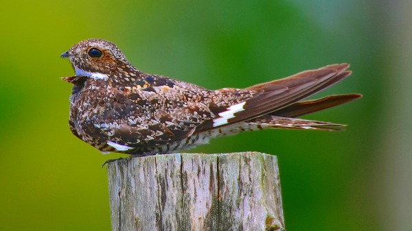 Bacurau Americano - Foto: Élio Costa/ Arquivo pessoal