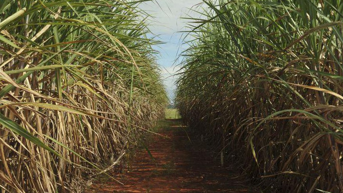 Dados da Conab apontam que safra da cana-de-açúcar 2024/25 será 3,8% menor que a anterior