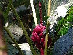 Bananeira-ornamental