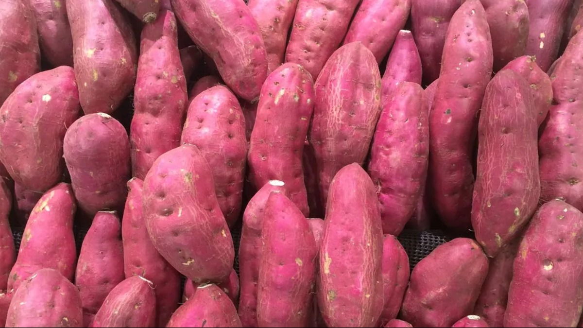 IPCA aponta aumento de 16,28% na bata doce IPCA aponta aumento de 16,28% na bata doce