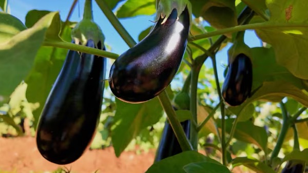 Berinjela desenvolvida em laboratório pode ajudar produtividade dos agricultores