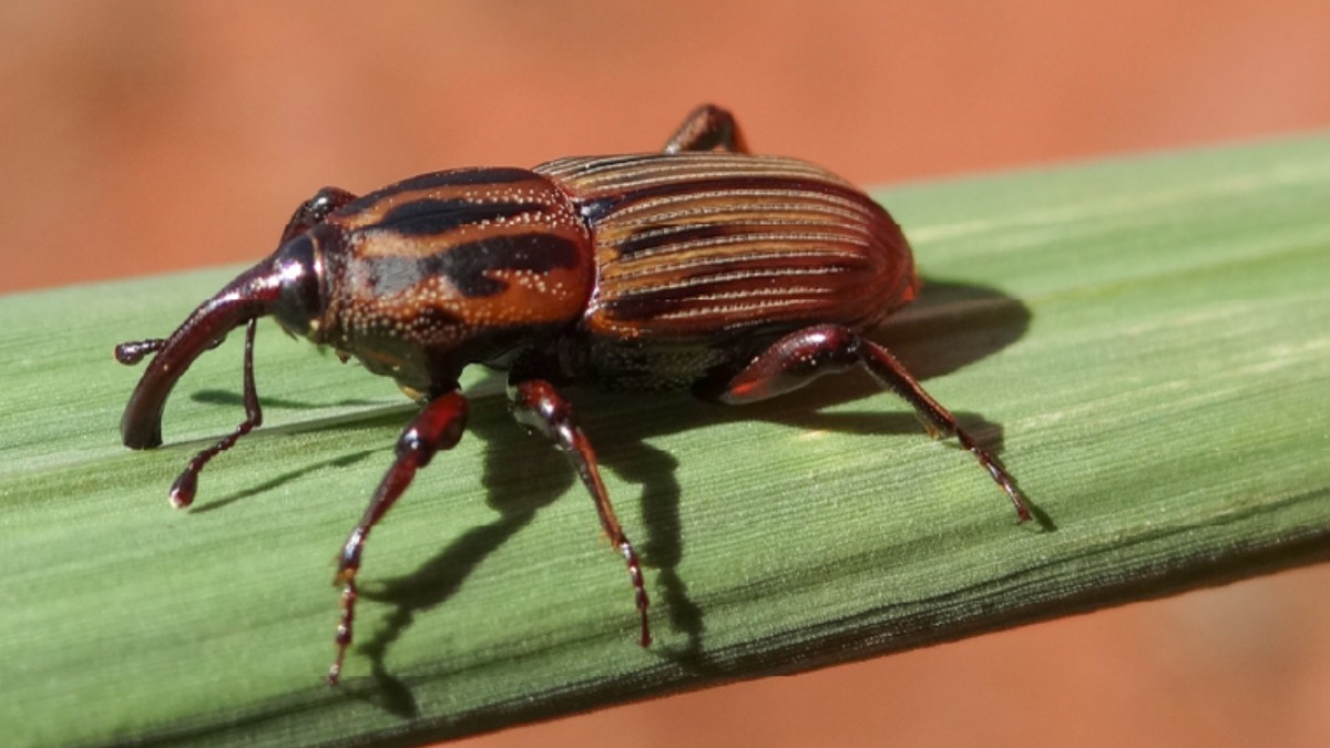 Estudo da Unesp de Jaboticabal pode apresentar novas estratégias de combate ao bicudo-da-cana